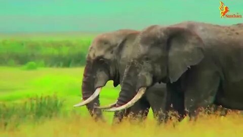 Kenya Travel in a Nutshell