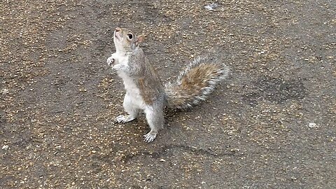 Funny Squirrel In The Park