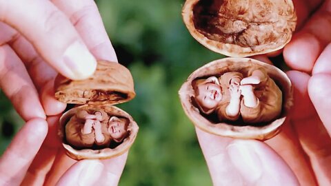 A bug in a walnut