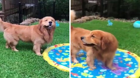 Dog Enjoying playing with the Water 🤣😂