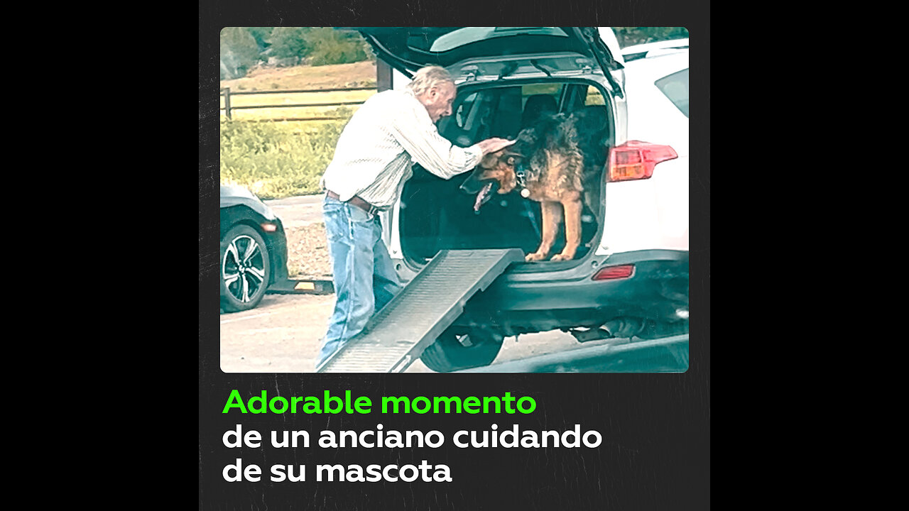 Dos viejos amigos: anciano ayuda a su perro a subir al coche