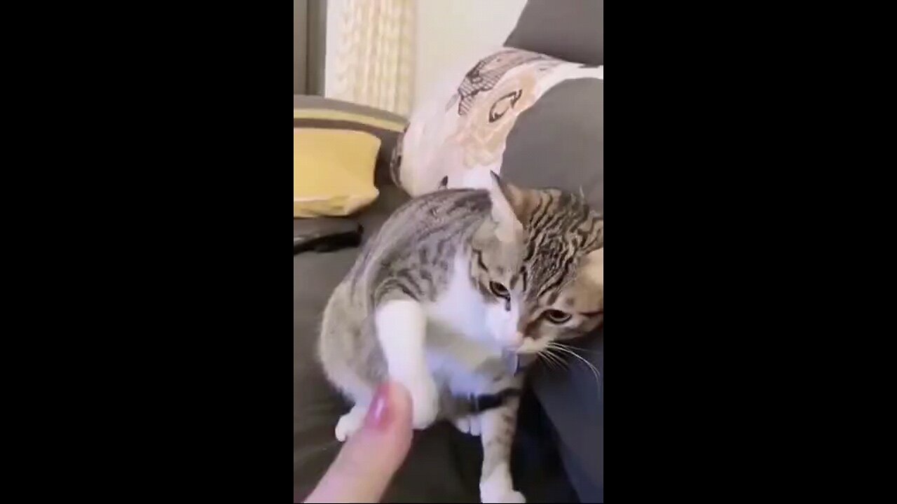 Funny cat's video 🤣