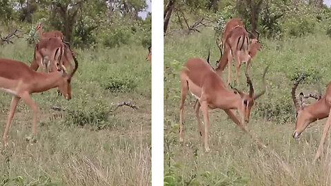 Epic Clash: Intense Battle Between Two Majestic Rams!