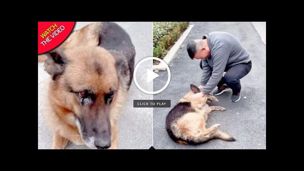 Former Police Dog 'Cries' After Reuniting With Handler She Hasn't Seen For Years