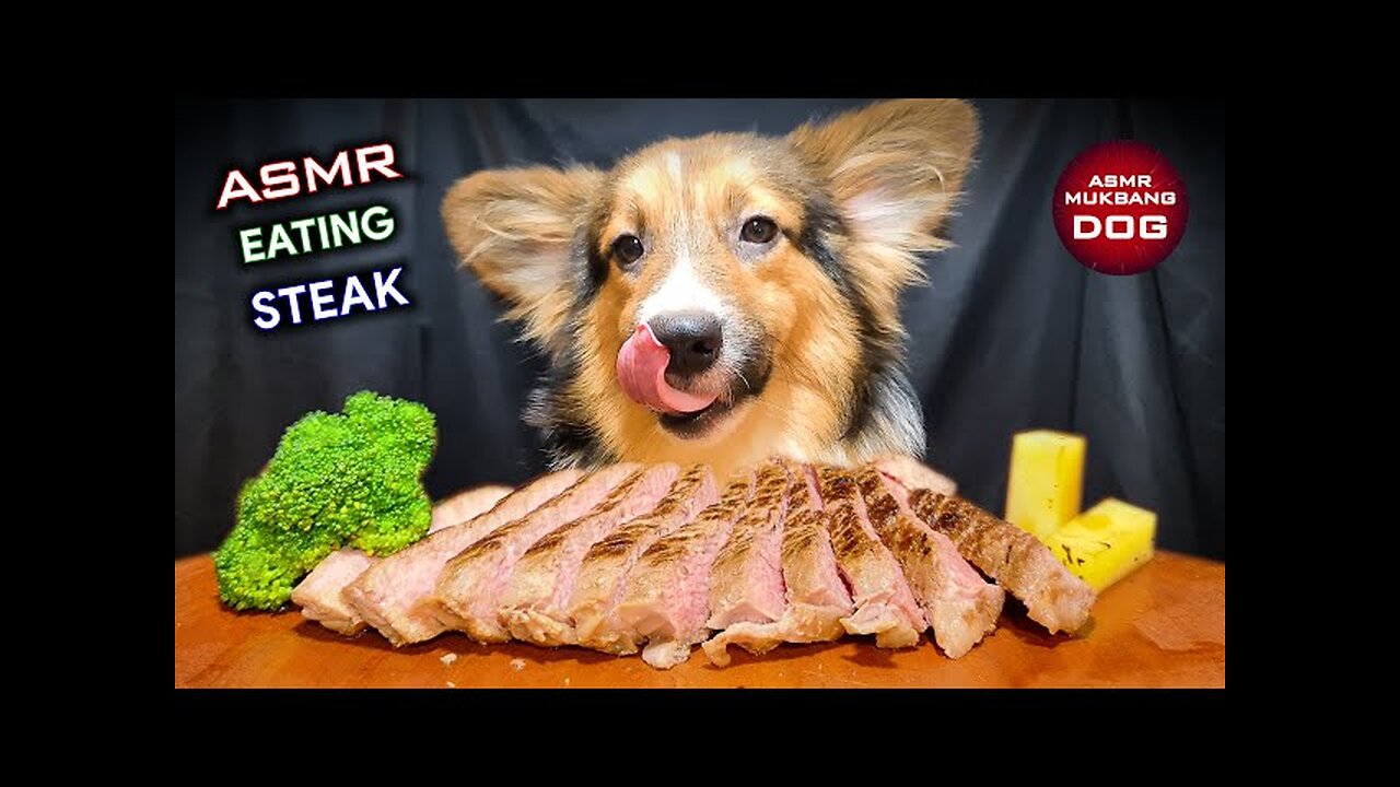 ASMR,Dog eating steak