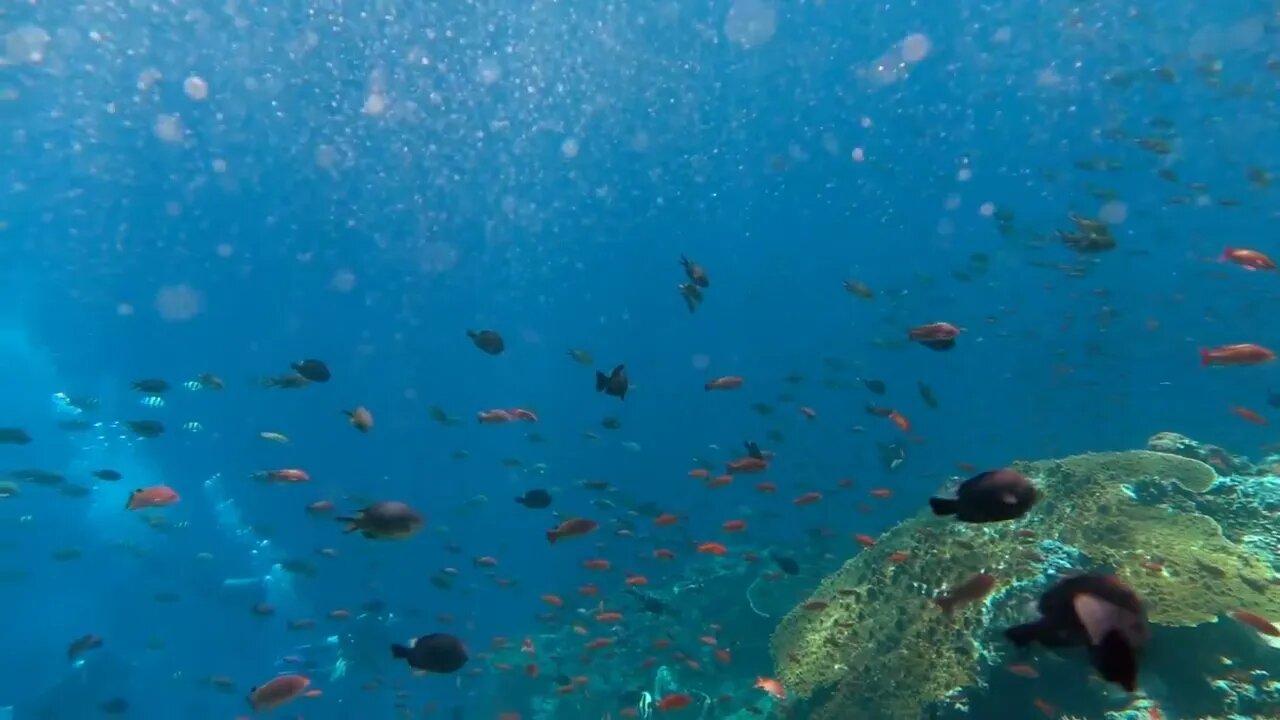 View of several fishes swimming in the water, slow motion