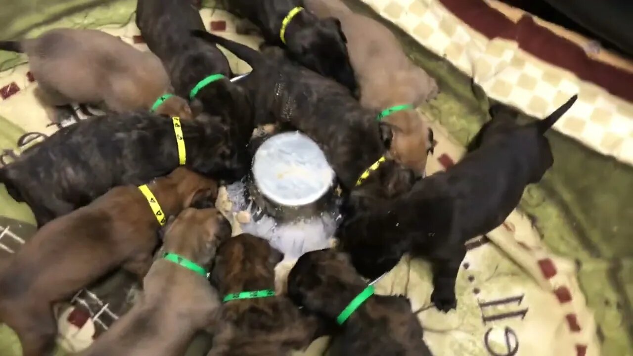 Dinner time. Dinner bell LonelyCreek puppies