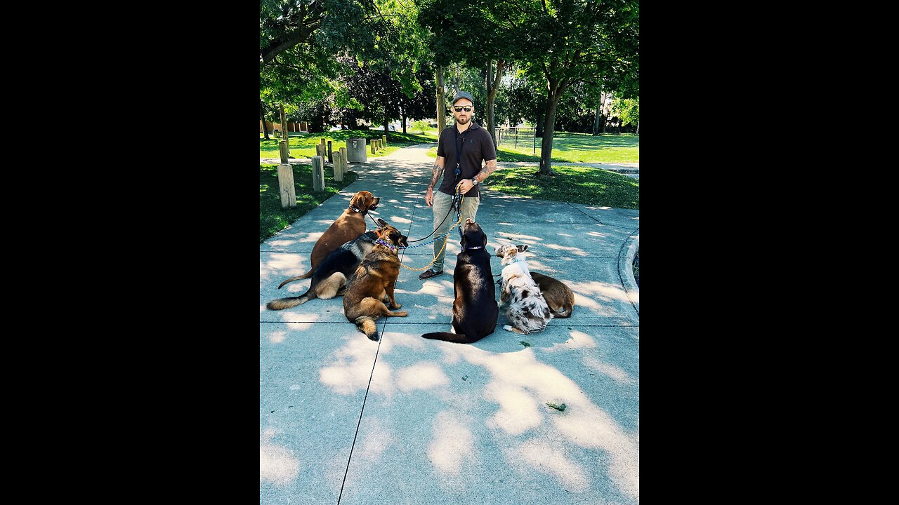 Walking SEVEN Dogs All At Once