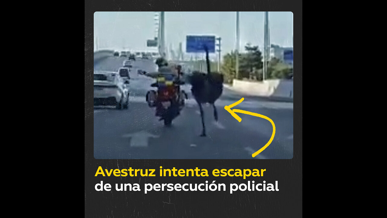 Prófugo atípico: la Policía china se lanza a la persecución de un avestruz