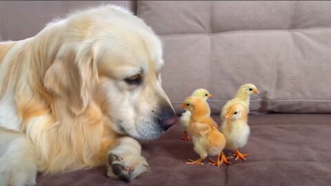 What does a Golden Retriever do when sees Baby Chicks