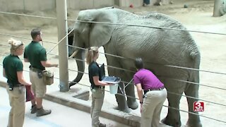 An update on the baby elephant in expected in February at Omaha’s Henry Doorly Zoo and Aquarium