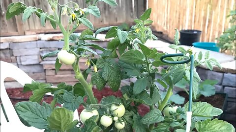 Good Morning GARDIENS 👨‍🌾🧑‍🌾👩‍🌾 TOMATO PLANT UPDATE