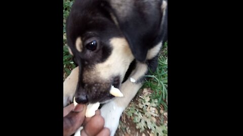 Feeding a hungry wild puppy