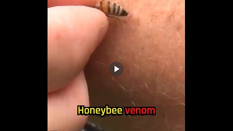 How Honeybee Venom Fights Cancer