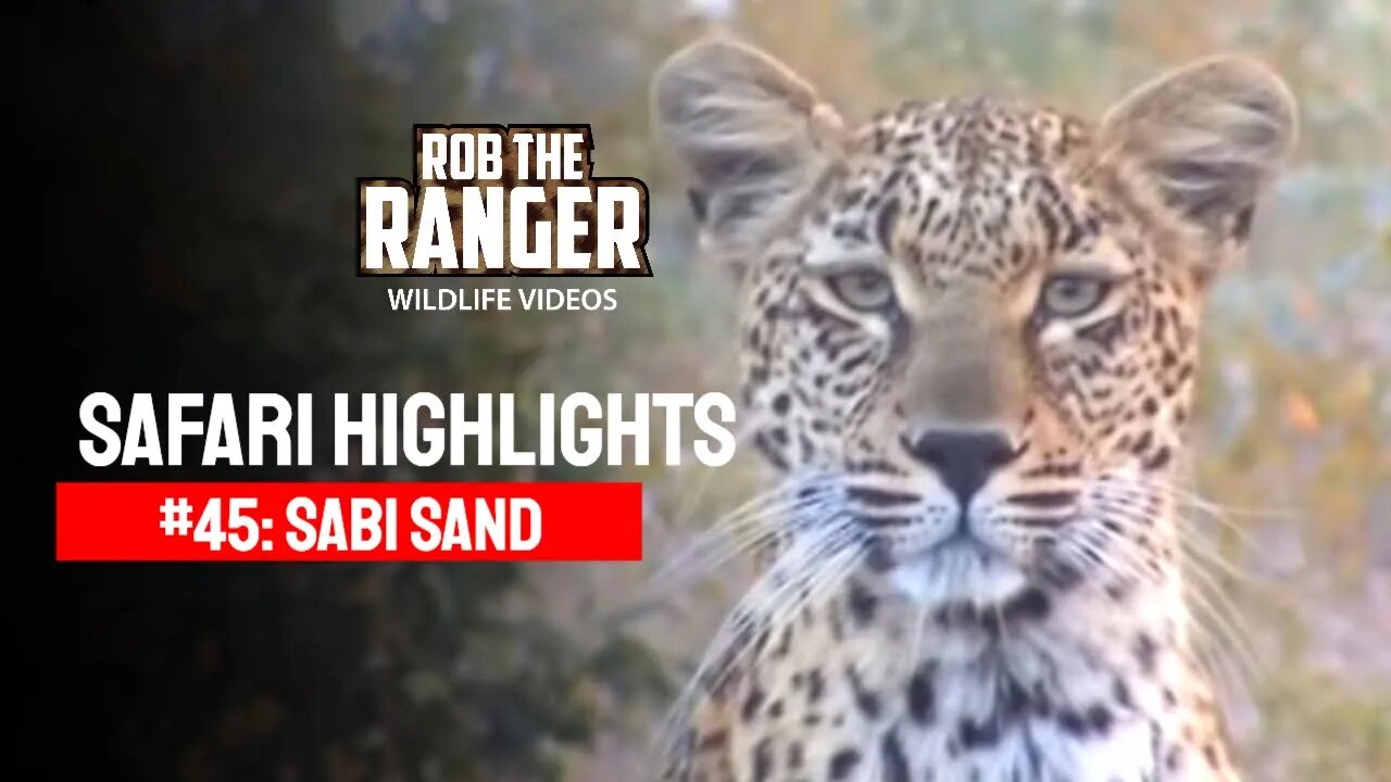 Safari Highlights #45: 10 - 13 June 2010 | Sabi Sand Nature Reserve | Latest Wildlife Sightings