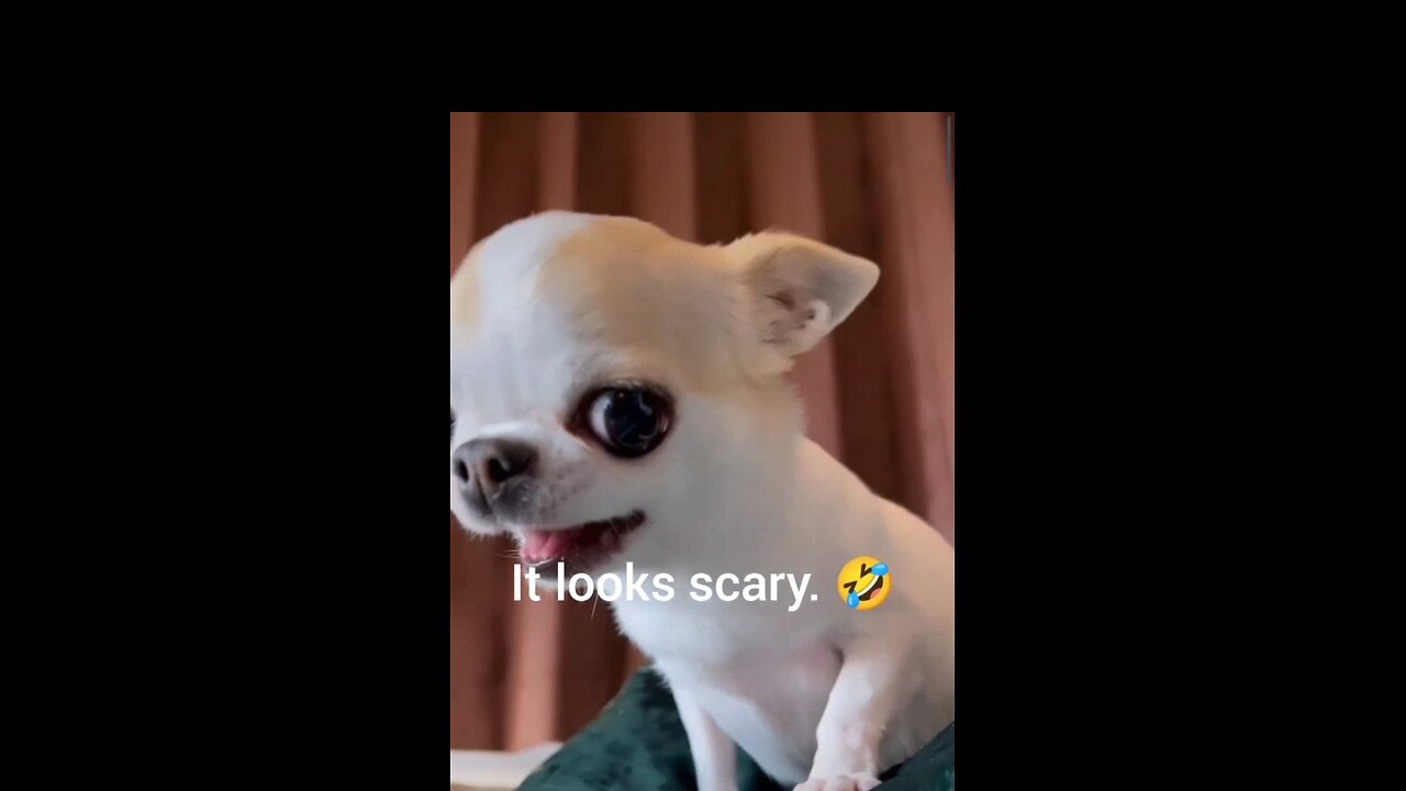 cute dog looks scary 😱🤣🐶