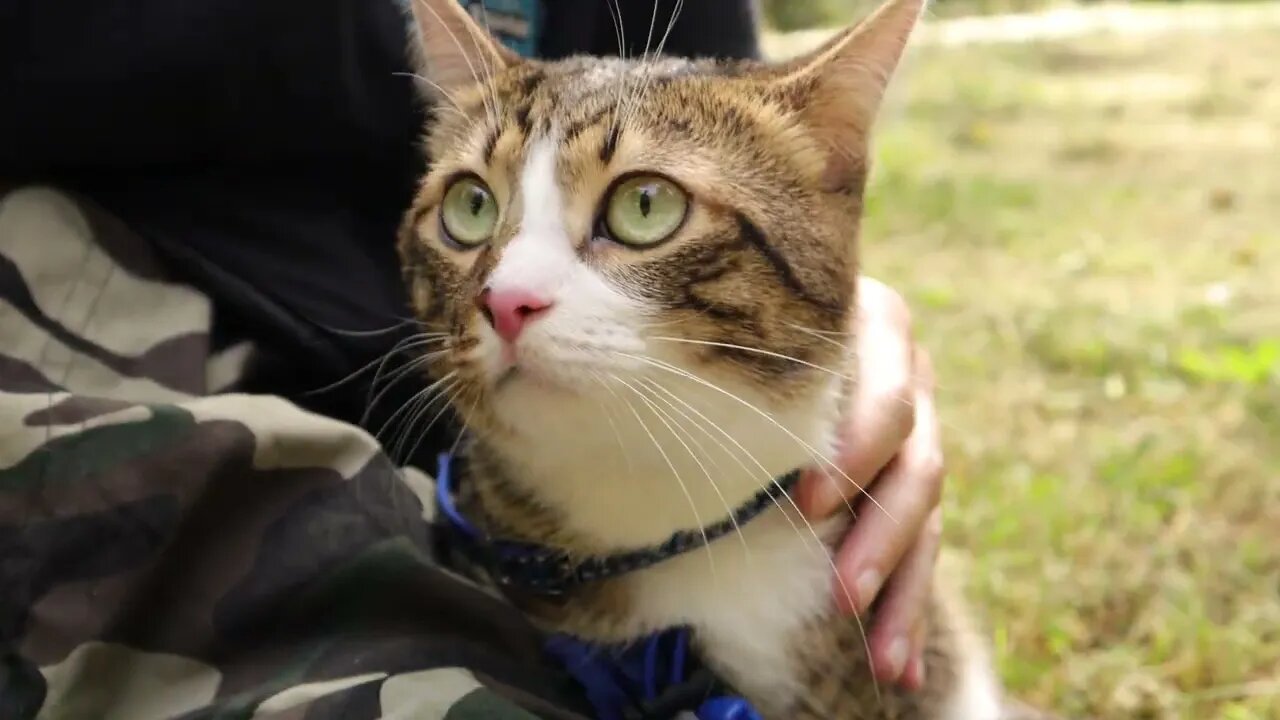 Cat in Boots Goes with Me on a Picnic