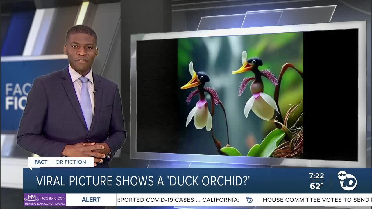 Fact or Fiction: Viral picture shows a 'duck orchid?'