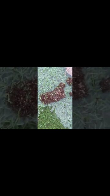 Fire ant Survival Raft