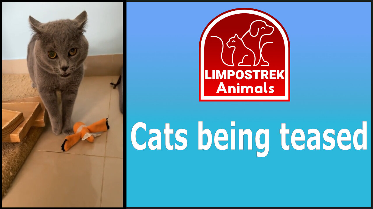 Cats being teased