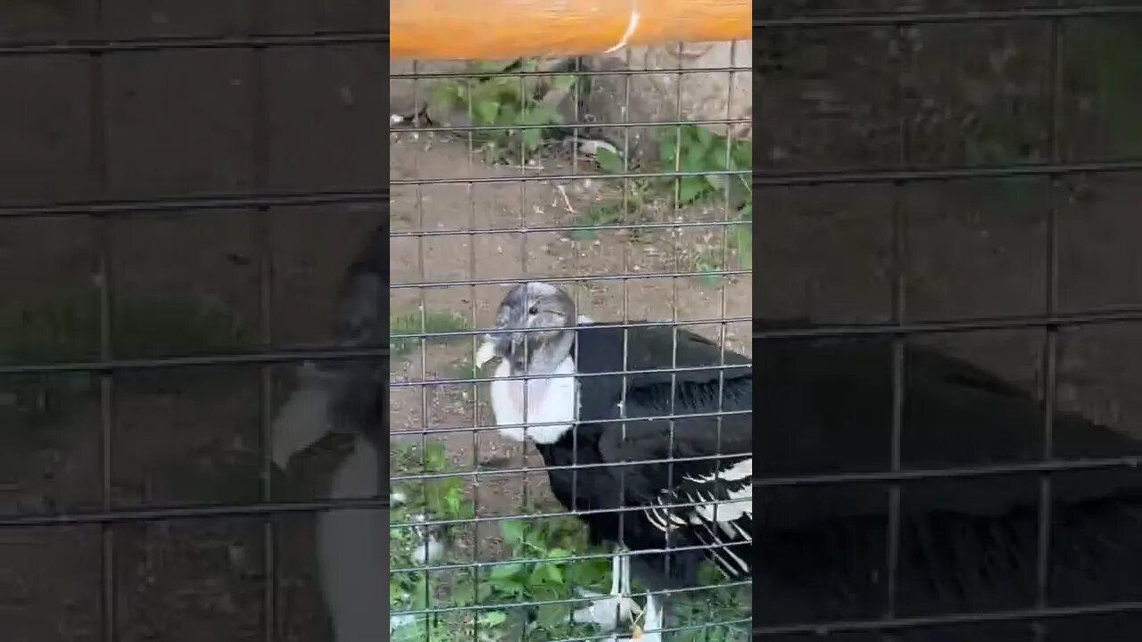 Andean Condor with red eyes