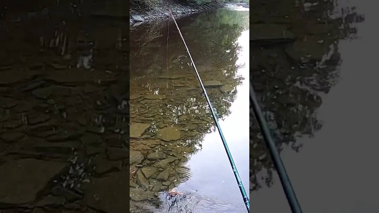 How to fish a ned rig 101