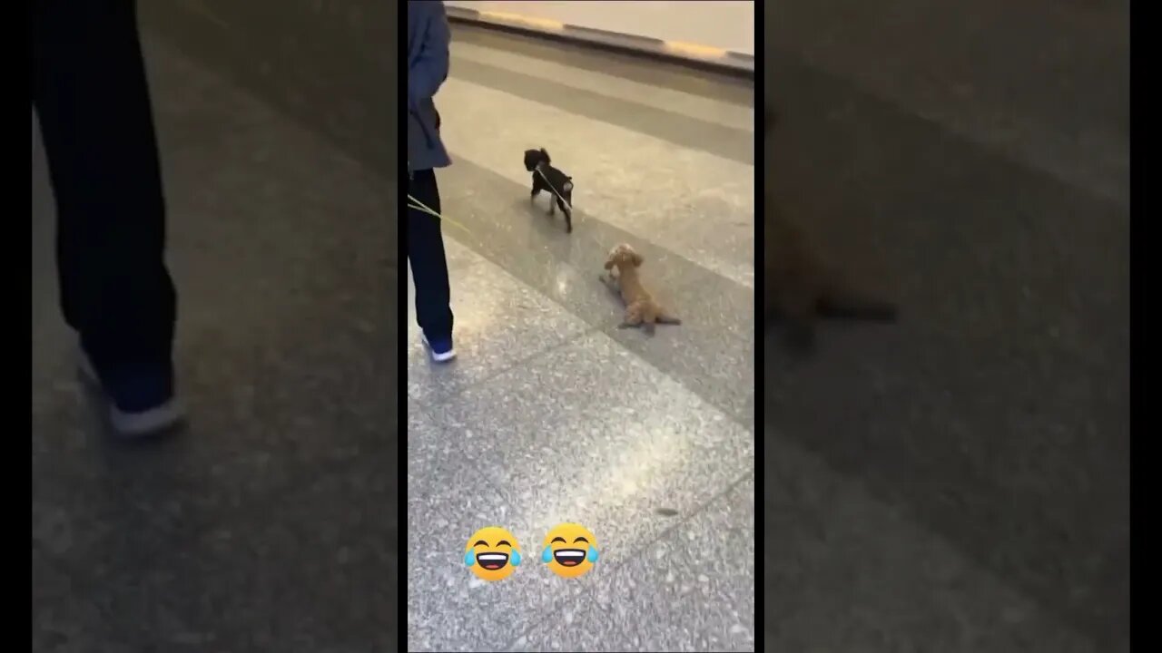 One Dog Pulling Another Dog By Mouth 🤣