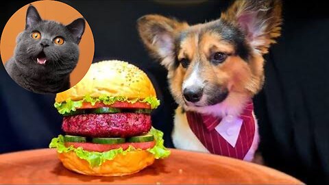 Dog eating burger ASMR