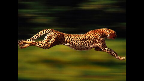 WORLD'S FASTEST ANIMALS FAIL!