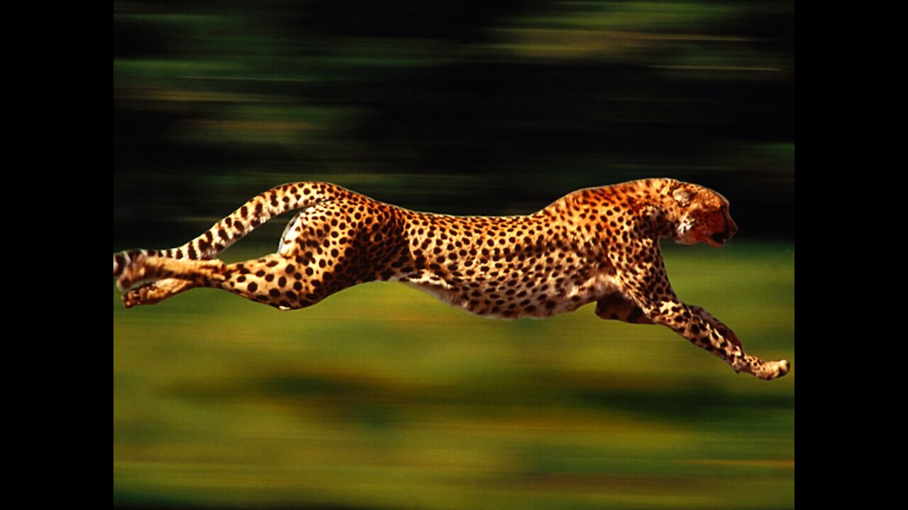 WORLD'S FASTEST ANIMALS FAIL!