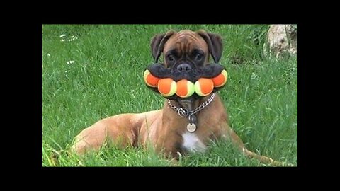 Funny animals - Funny cats dogs - Funny animal videos