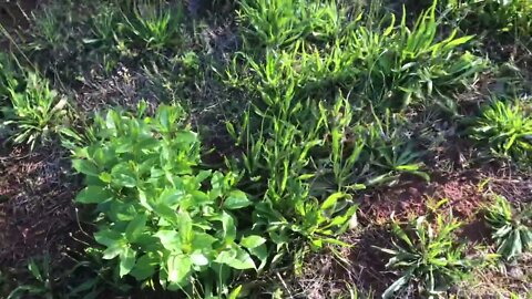 How to plant in a young food forest