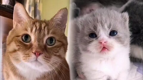 🐱Cutest Cats🐱Videos Compilation#031