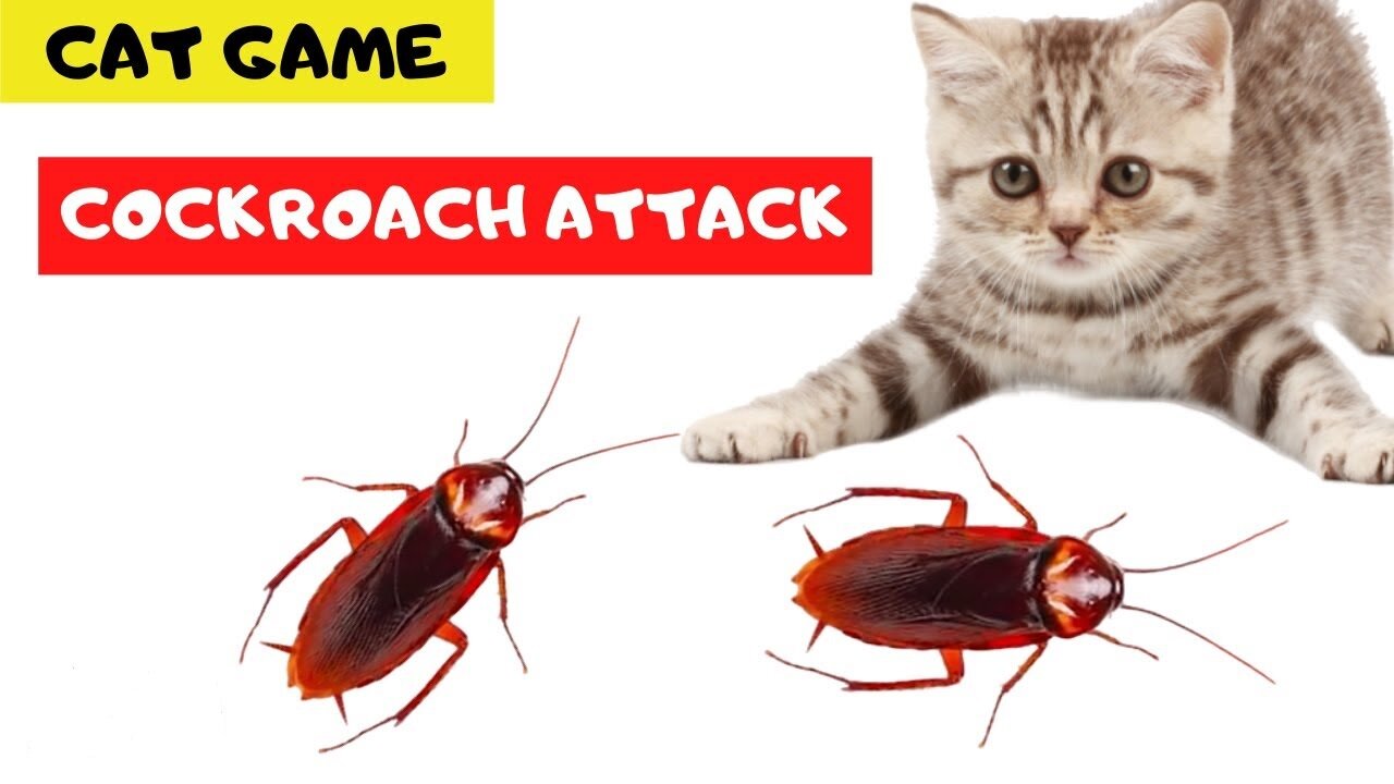 CAT GAME - COCKROACH ATTACK