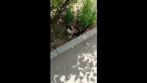 A cute and beautiful cat