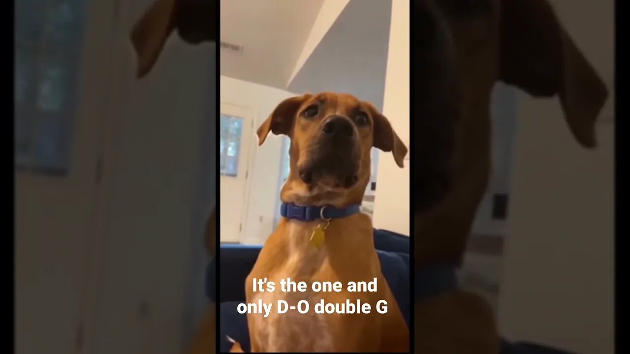 MEME is the one and only D-O double G #shorts