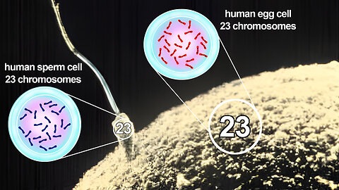 Cell Theory: Introduction and Fertilization