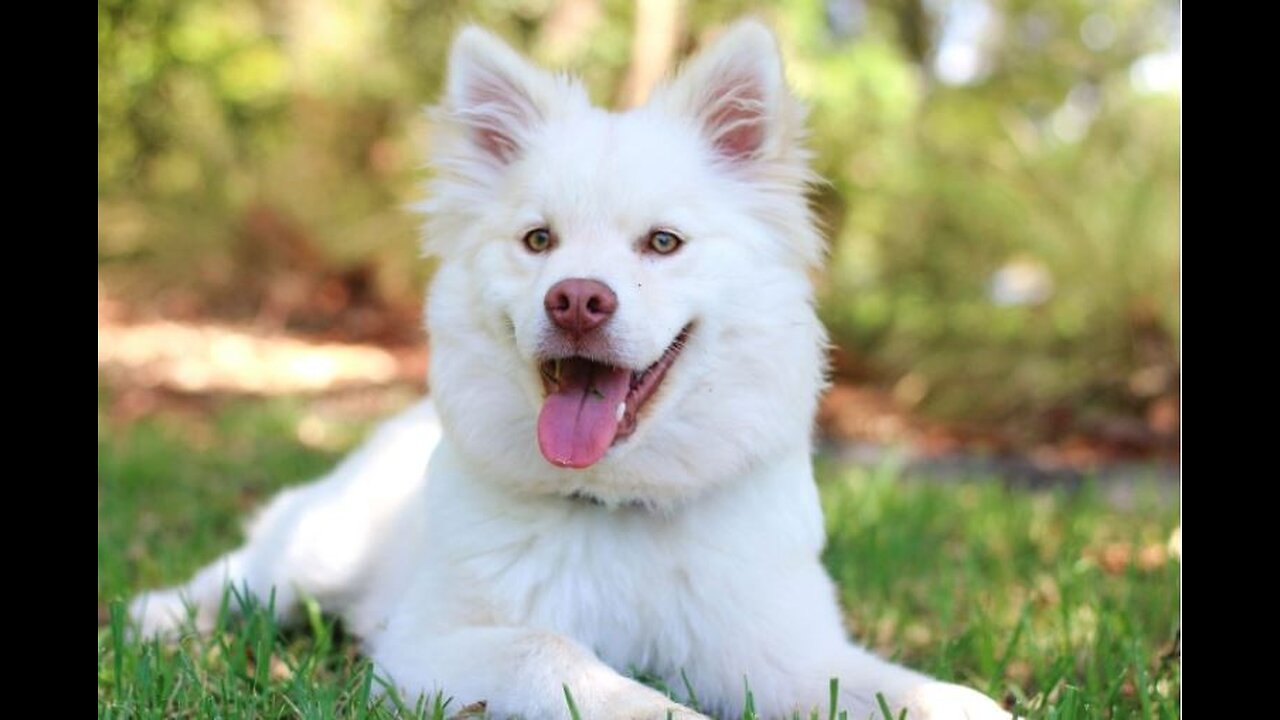 🐶Cute dog | cute dog video | cure dog #short #for you so cute dog