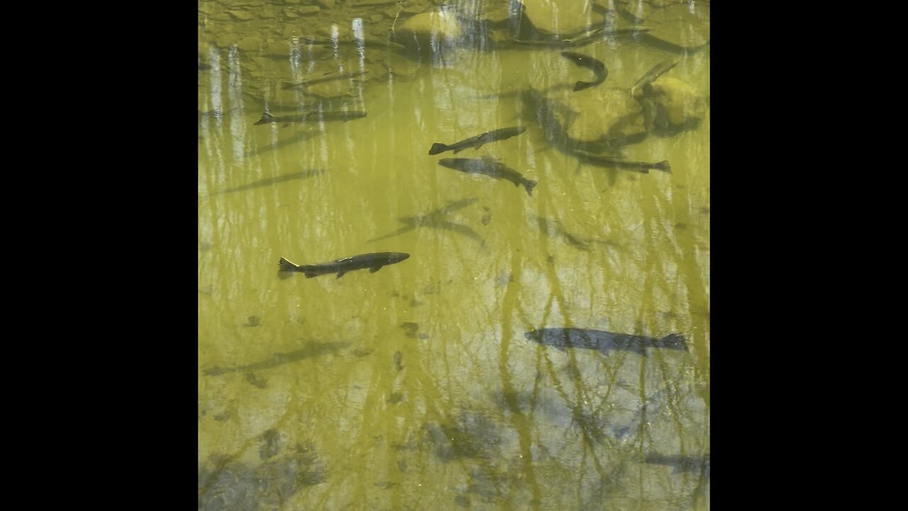 Stunning Steelhead Trout Stream