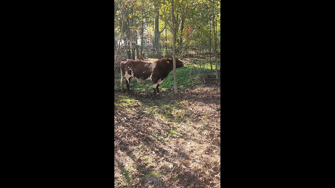 Shorthorn bull scratching an itch.