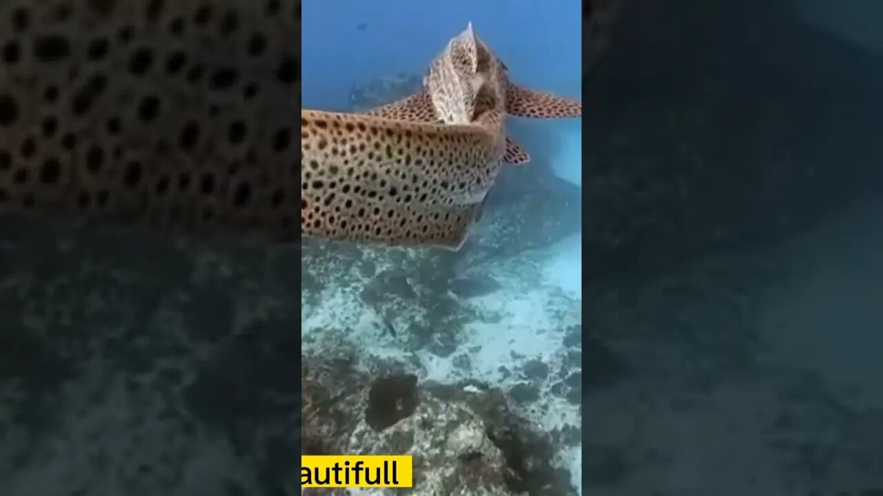 Beautifull fish Amezing short video