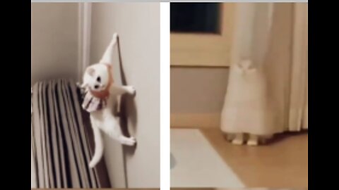 Funny videos with cats
