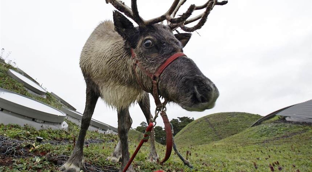 Reindeer Can't Actually Make Their Noses Glow Red—but They Can Make Their Eyes Change Color