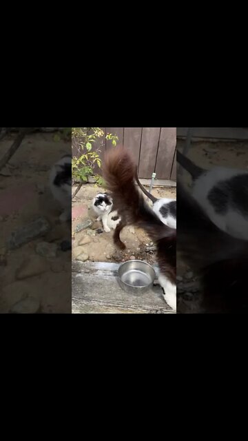 Shop cat chronicles- shop cats? Yeah you saw that plural… yes they are fixed