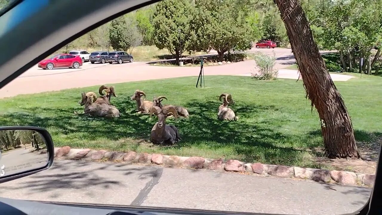 Big Horn Sheep Older