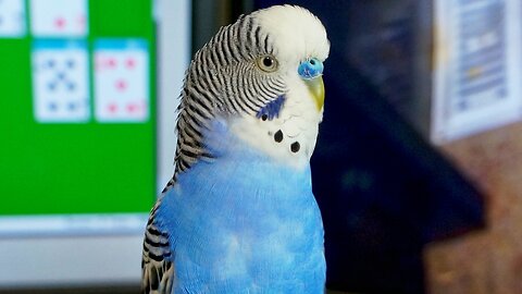 Elly The Budgie having his bath 20140119