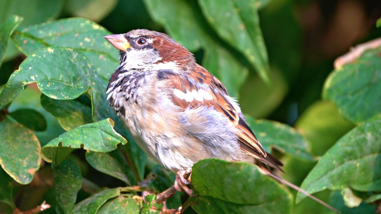 House Sparrow Males Keeping an Eye on Things