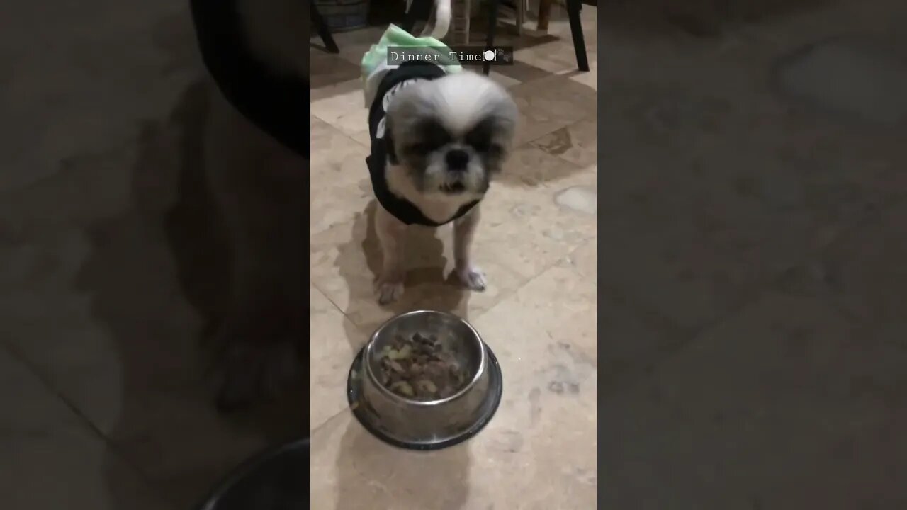 Dinner time with the Shih tzu babies 🍽🐾🐶