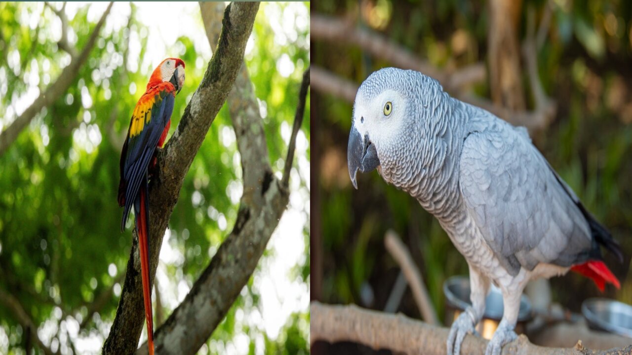 Amazing love birds Parrot/lovely parrot.