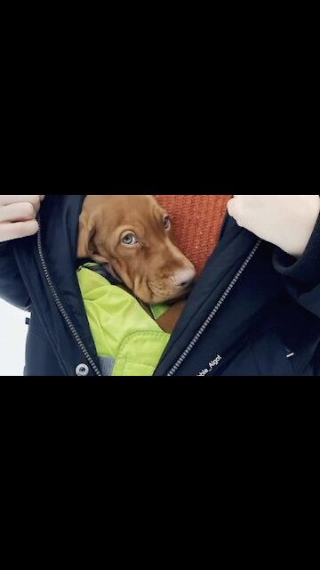 Adorable Little Puppy Stays Warm Inside Of Owner's Jacket